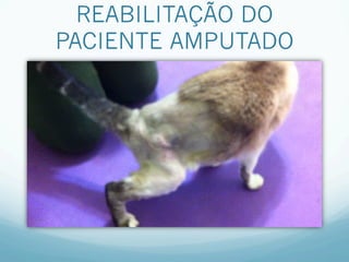 REABILITAÇÃO DO
PACIENTE AMPUTADO
 