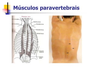 Músculos paravertebrais
 