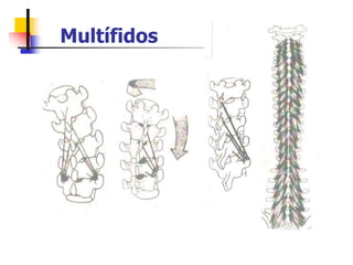 Multífidos
 