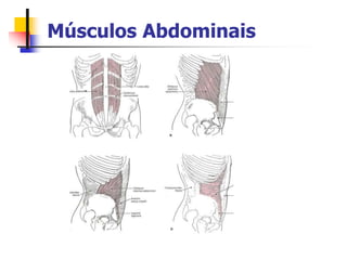 Músculos Abdominais
 