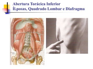 Abertura Torácica Inferior
Íl.posas, Quadrado Lombar e Diafragma
 