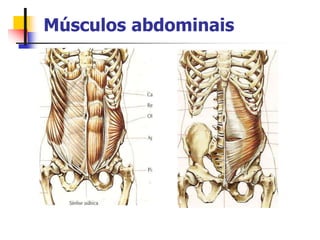 Músculos abdominais
 