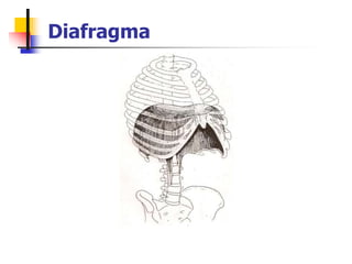 Diafragma
 