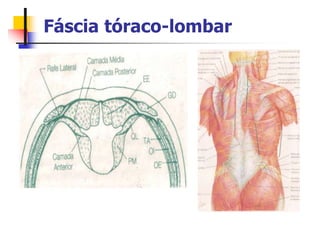 Fáscia tóraco-lombar
 