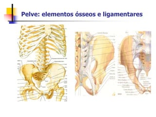 Pelve: elementos ósseos e ligamentares
 