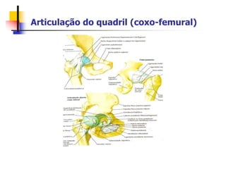 Articulação do quadril (coxo-femural)
 