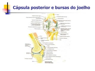 Cápsula posterior e bursas do joelho
 