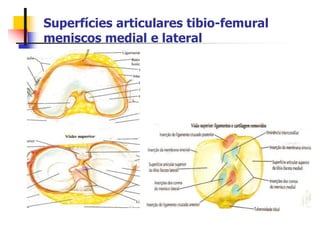 Superfícies articulares tibio-femural
meniscos medial e lateral
 