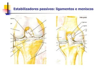 Estabilizadores passivos: ligamentos e meniscos
 