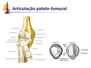 Articulação patelo-femural
 