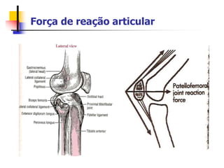 Força de reação articular
 