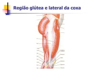 Região glútea e lateral da coxa
 