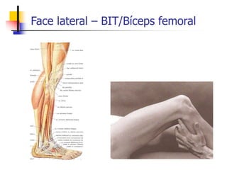 Face lateral – BIT/Bíceps femoral
 