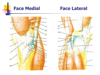 Face Medial Face Lateral
 