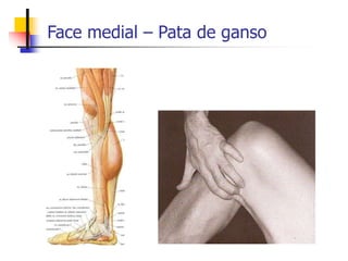 Face medial – Pata de ganso
 