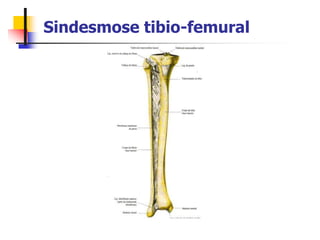 Sindesmose tibio-femural
 
