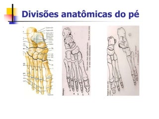 Divisões anatômicas do pé
 