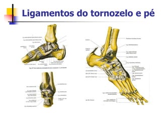 Ligamentos do tornozelo e pé
 