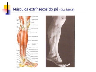 Músculos extrínsecos do pé (face lateral)
 