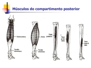 Músculos do compartimento posterior
 