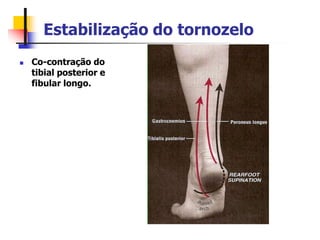 Estabilização do tornozelo
 Co-contração do
tibial posterior e
fibular longo.
 