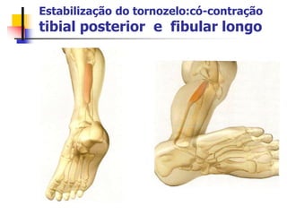 Estabilização do tornozelo:có-contração
tibial posterior e fibular longo
 