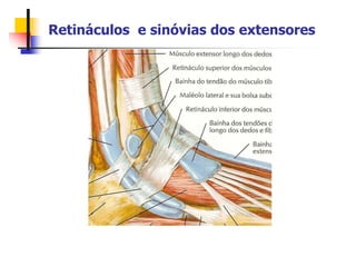 Retináculos e sinóvias dos extensores
 