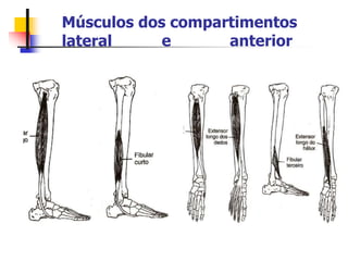 Músculos dos compartimentos
lateral e anterior
 