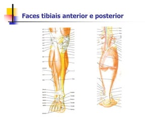 Faces tibiais anterior e posterior
 