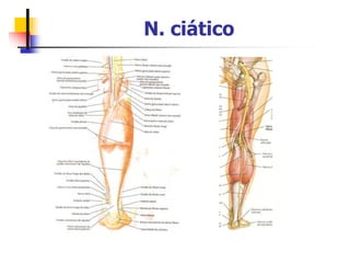 N. ciático
 