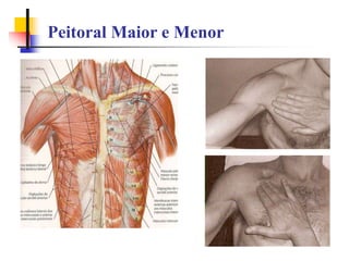Peitoral Maior e Menor
 