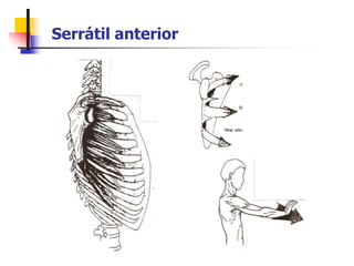 Serrátil anterior
 