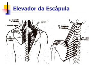 Elevador da Escápula
 