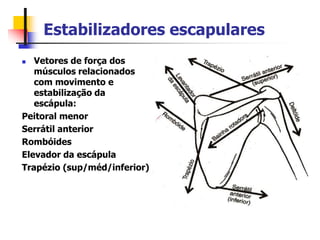 Estabilizadores escapulares
 Vetores de força dos
músculos relacionados
com movimento e
estabilização da
escápula:
Peitoral menor
Serrátil anterior
Rombóides
Elevador da escápula
Trapézio (sup/méd/inferior)
 