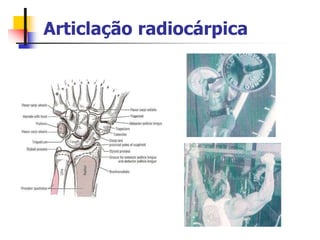 Articlação radiocárpica
 
