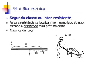 Fator Biomecânico
 Segunda classe ou inter-resistente
 Força e resistência se localizam no mesmo lado do eixo,
estando a resistência mais próxima deste.
 Alavanca de força
 