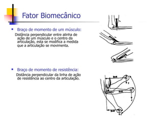 Fator Biomecânico
 Braço de momento de um músculo:
Distância perpendicular entre alinha de
ação de um músculo e o centro da
articulação, esta se modifica a medida
que a articulação se movimenta.
 Braço de momento de resistência:
Distância perpendicular da linha de ação
de resistência ao centro da articulação.
 