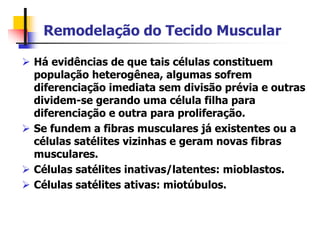 Remodelação do Tecido Muscular
 Há evidências de que tais células constituem
população heterogênea, algumas sofrem
diferenciação imediata sem divisão prévia e outras
dividem-se gerando uma célula filha para
diferenciação e outra para proliferação.
 Se fundem a fibras musculares já existentes ou a
células satélites vizinhas e geram novas fibras
musculares.
 Células satélites inativas/latentes: mioblastos.
 Células satélites ativas: miotúbulos.
 