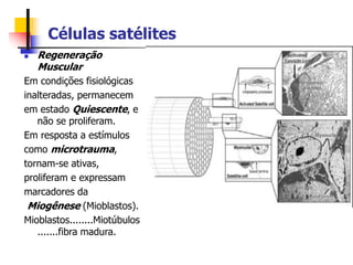Células satélites
 Regeneração
Muscular
Em condições fisiológicas
inalteradas, permanecem
em estado Quiescente, e
não se proliferam.
Em resposta a estímulos
como microtrauma,
tornam-se ativas,
proliferam e expressam
marcadores da
Miogênese (Mioblastos).
Mioblastos........Miotúbulos
.......fibra madura.
 