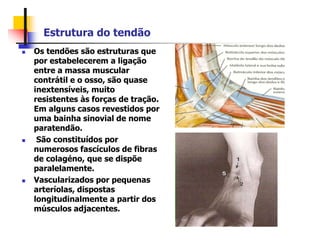 Estrutura do tendão
 Os tendões são estruturas que
por estabelecerem a ligação
entre a massa muscular
contrátil e o osso, são quase
inextensíveis, muito
resistentes às forças de tração.
Em alguns casos revestidos por
uma bainha sinovial de nome
paratendão.
 São constituídos por
numerosos fascículos de fibras
de colagéno, que se dispõe
paralelamente.
 Vascularizados por pequenas
arteríolas, dispostas
longitudinalmente a partir dos
músculos adjacentes.
 
