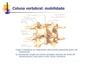 Coluna vertebral: mobilidade
 