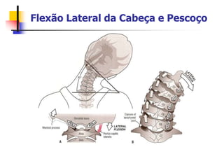 Flexão Lateral da Cabeça e Pescoço
 