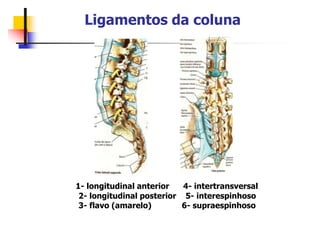 Ligamentos da coluna
1- longitudinal anterior 4- intertransversal
2- longitudinal posterior 5- interespinhoso
3- flavo (amarelo) 6- supraespinhoso
 