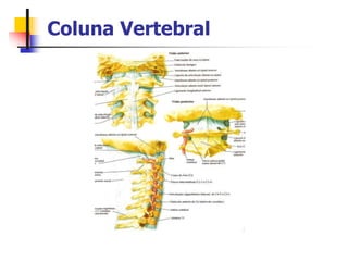 Coluna Vertebral
 