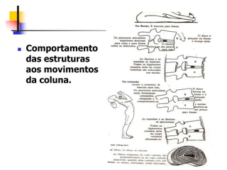  Comportamento
das estruturas
aos movimentos
da coluna.
 