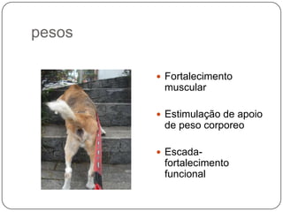 pesos

         Fortalecimento
         muscular

         Estimulação de apoio
         de peso corporeo

         Escada-
         fortalecimento
         funcional
 