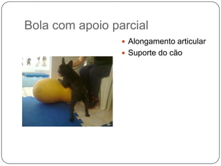 Bola com apoio parcial
                  Alongamento articular
                  Suporte do cão
 