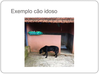 Exemplo cão idoso
 