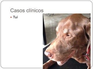 Casos clínicos
 Tuí
 