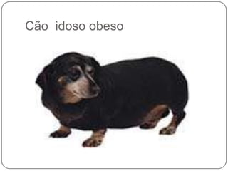 Cão idoso obeso
 